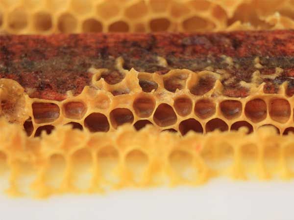 La ruche Chouette épervière