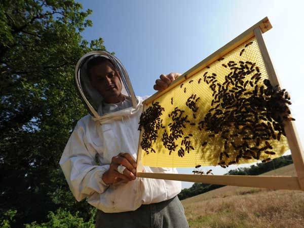 La ruche Chouette épervière