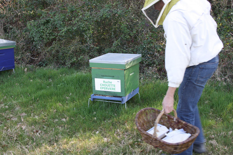 La ruche Chouette épervière