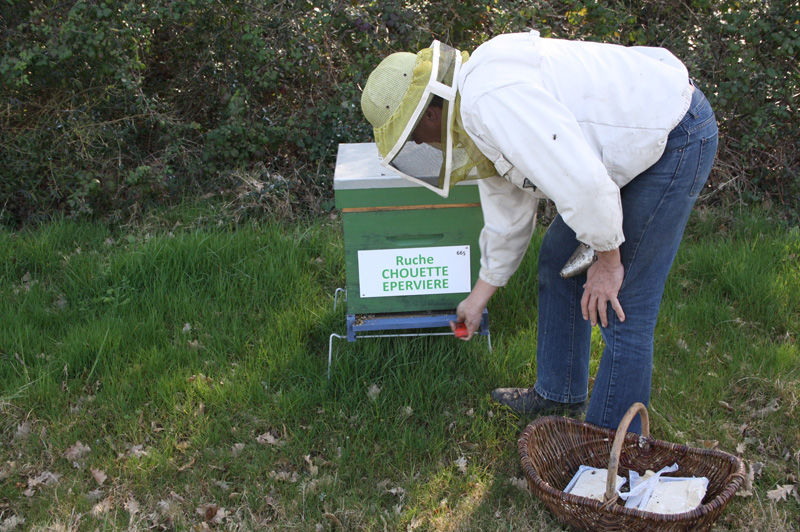 La ruche Chouette épervière