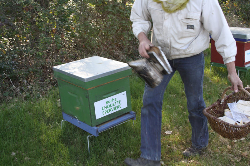 La ruche Chouette épervière