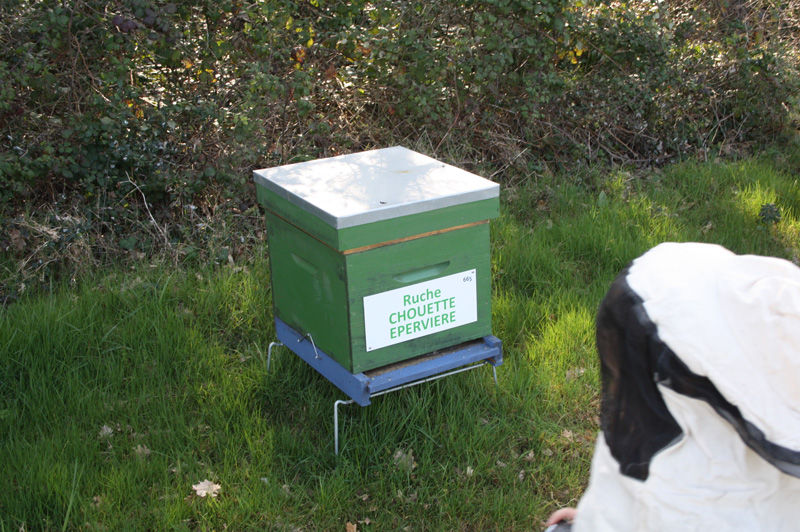 La ruche Chouette épervière