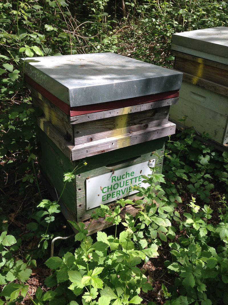 La ruche Chouette épervière