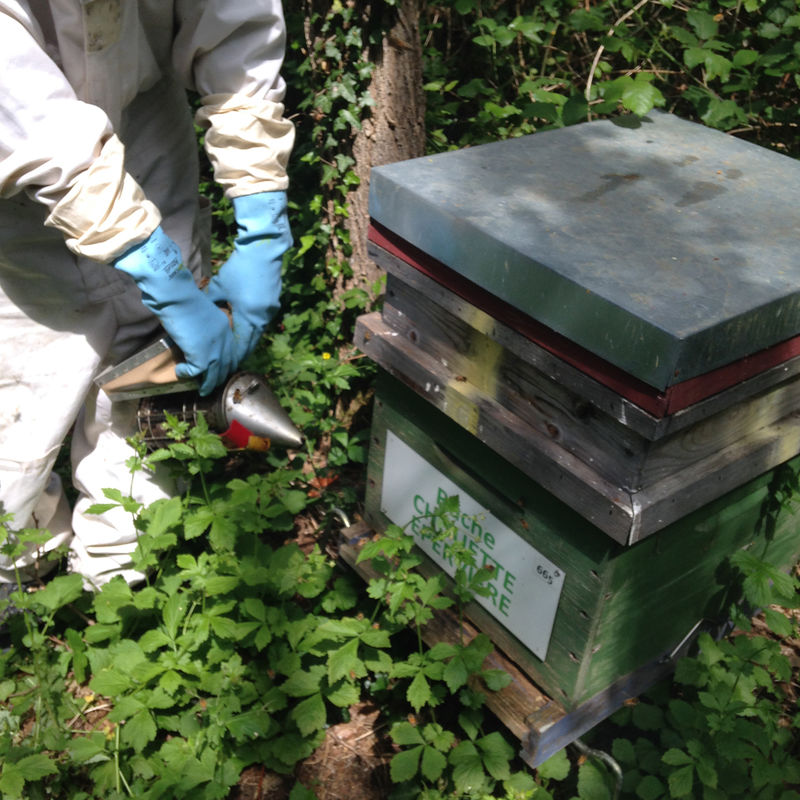 La ruche Chouette épervière
