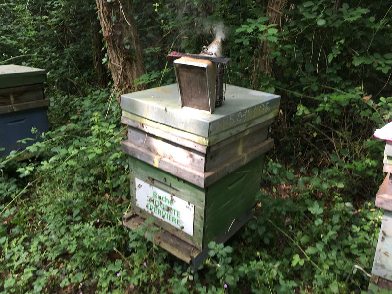 La ruche Chouette épervière