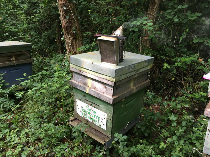 La ruche Chouette épervière