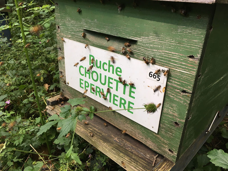 La ruche Chouette épervière