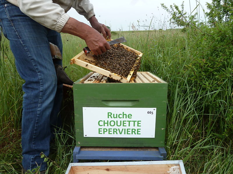 La ruche Chouette épervière