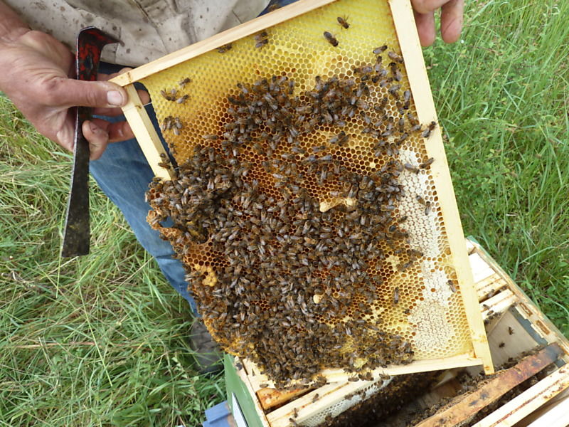 La ruche Chouette épervière