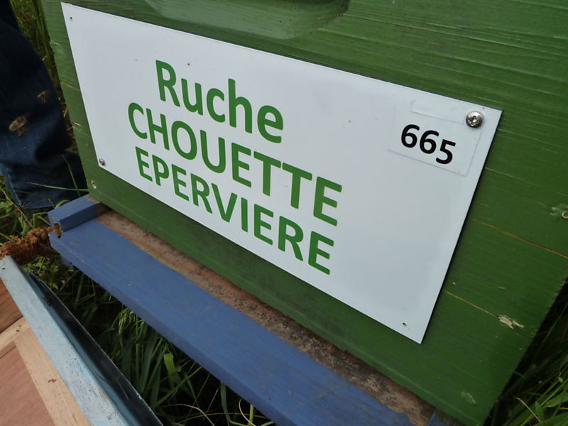 La ruche Chouette épervière