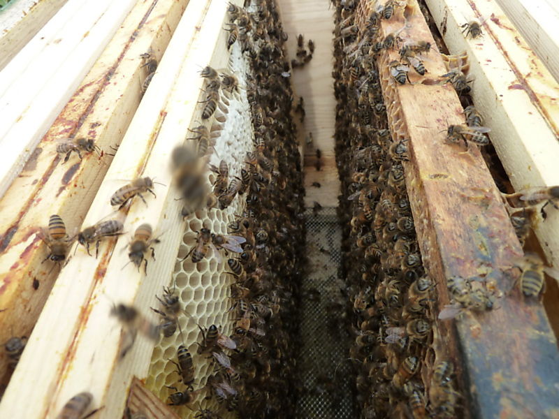 La ruche Chouette épervière