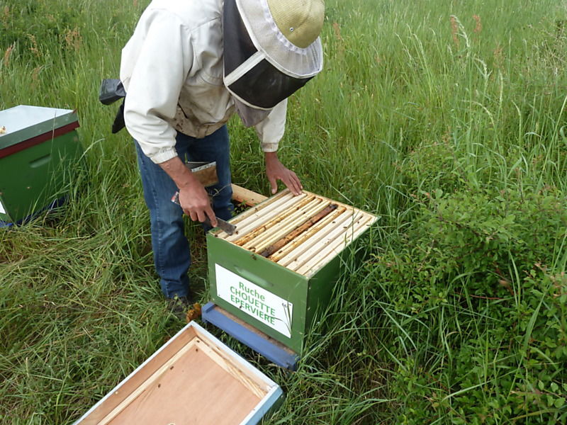 La ruche Chouette épervière