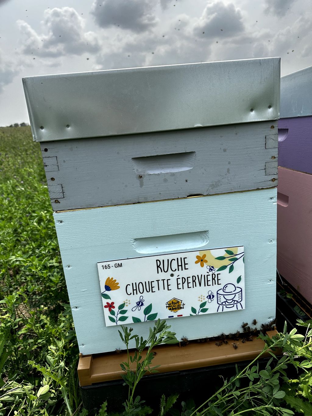 La ruche Chouette épervière