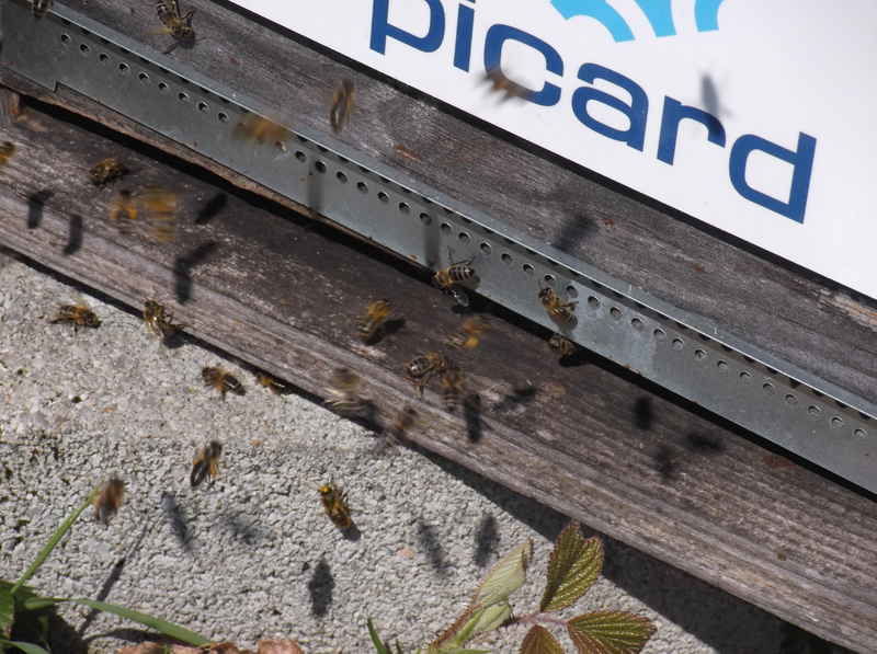 La ruche PICARD