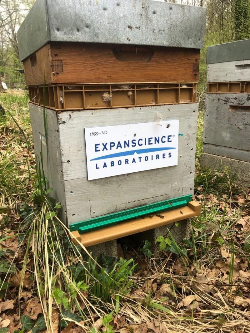 La ruche Laboratoires Expanscience