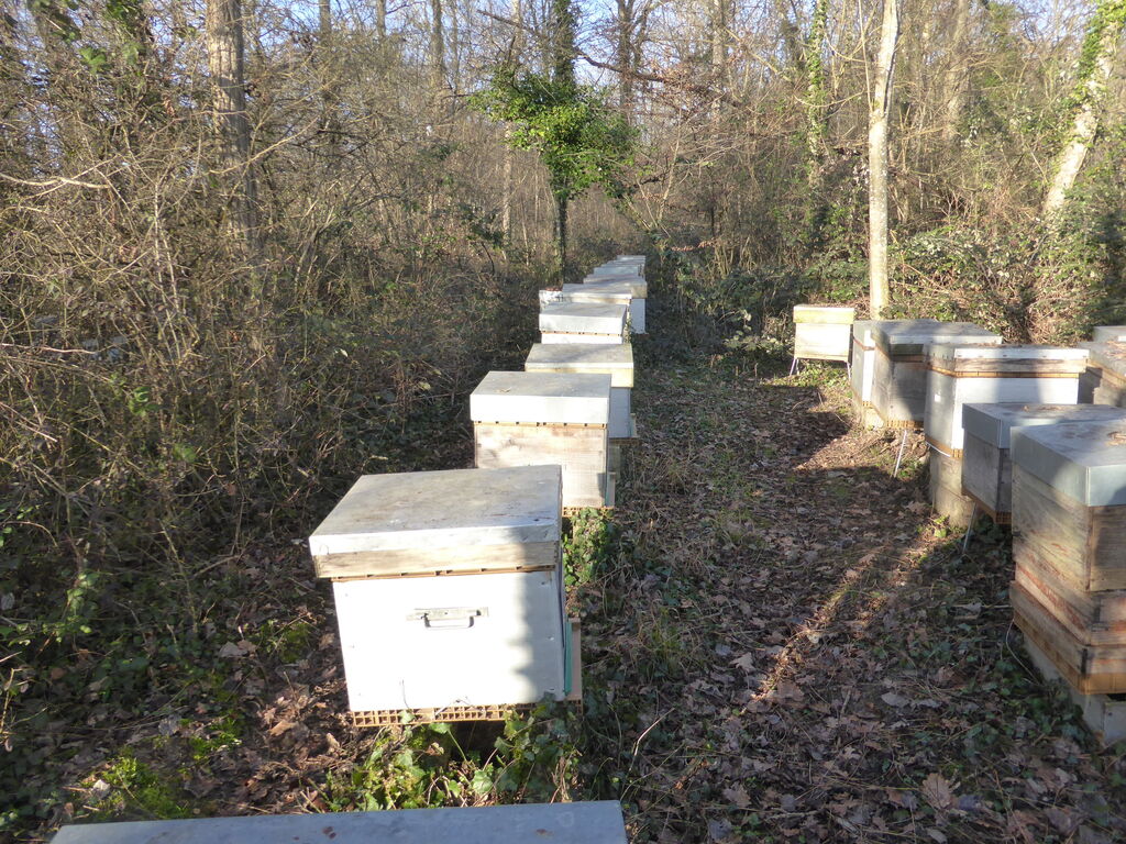 La ruche Hotel saint germain