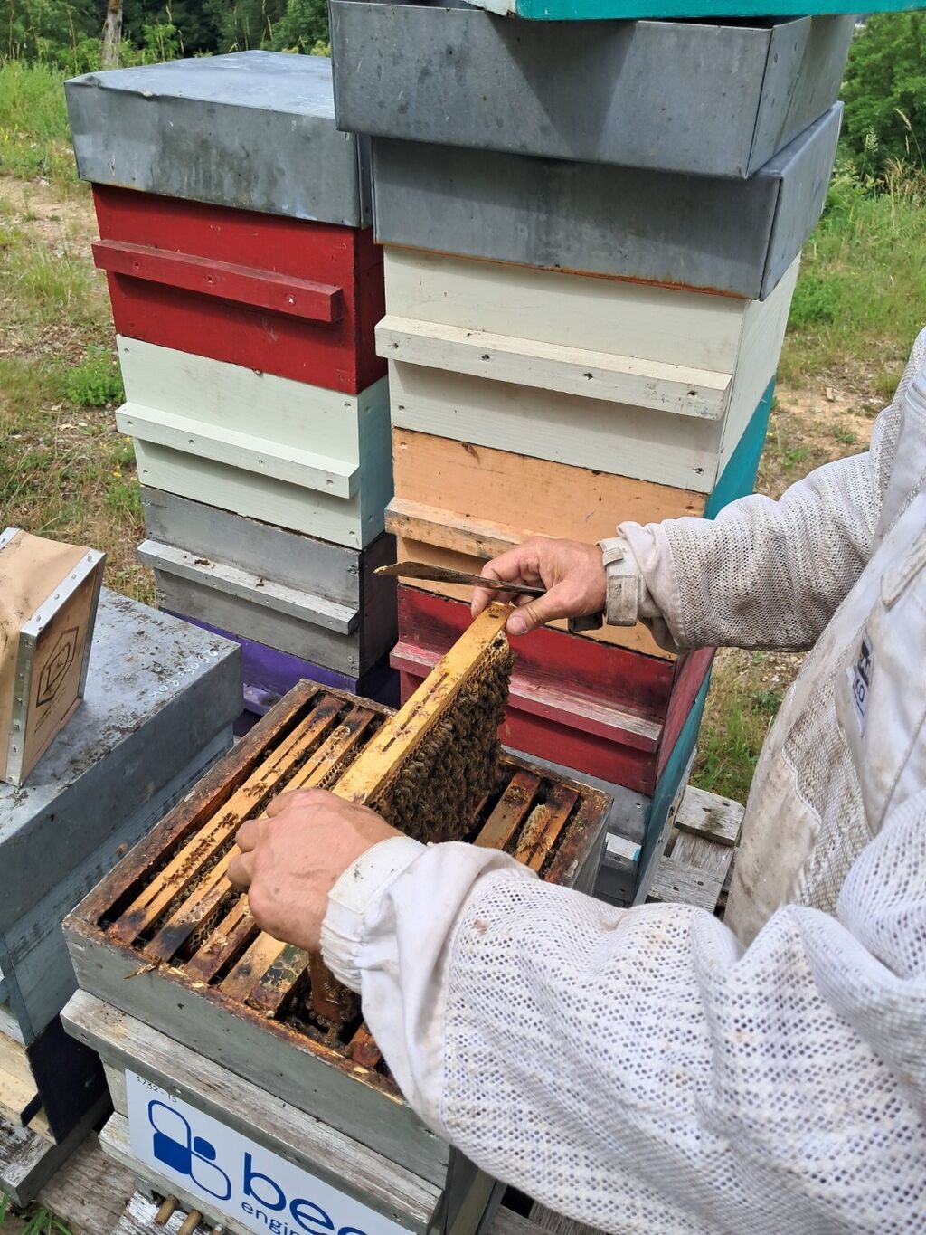 La ruche Bee engineering