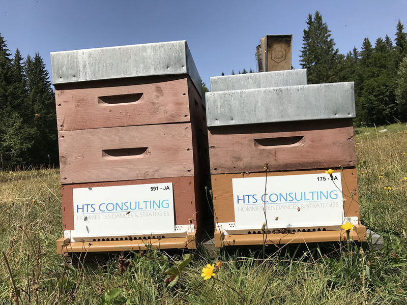 La ruche HTS Consulting