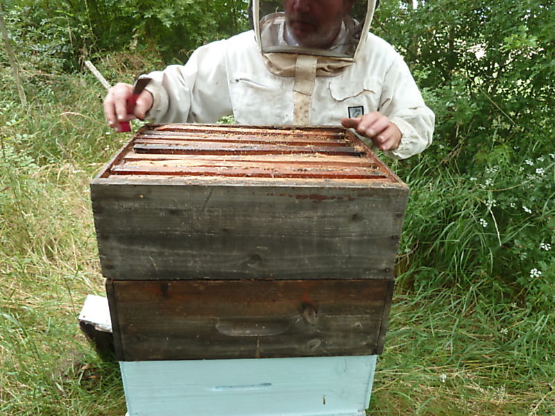 La ruche Corneille mantelée