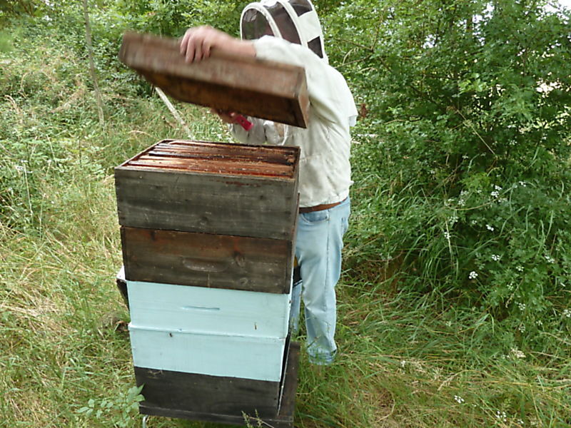 La ruche Corneille mantelée