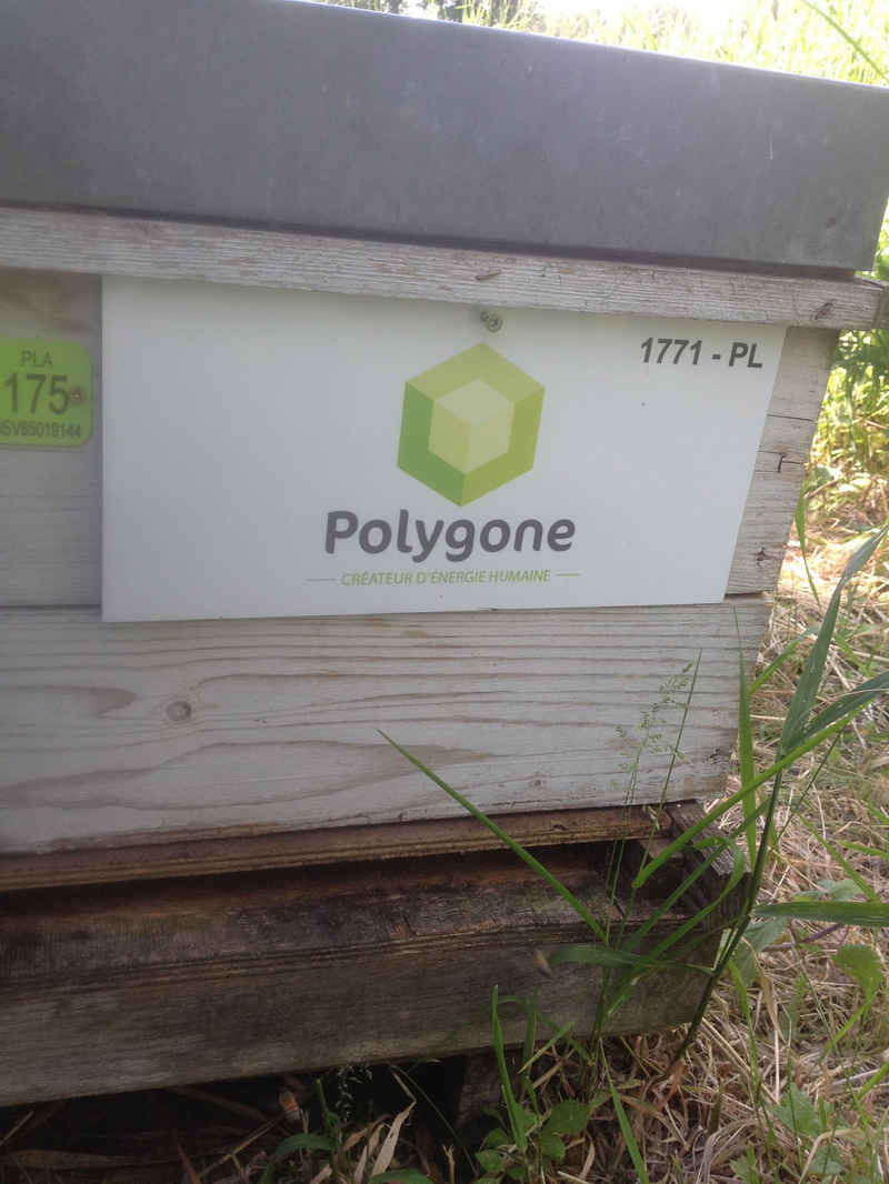 La ruche Polygone developpement