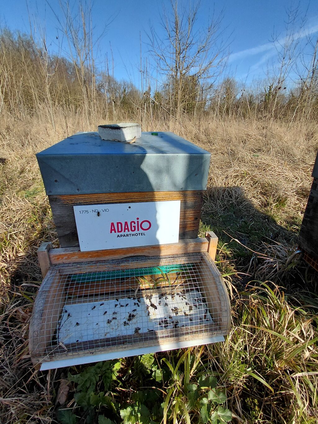 La ruche Adagio Serris-Val d