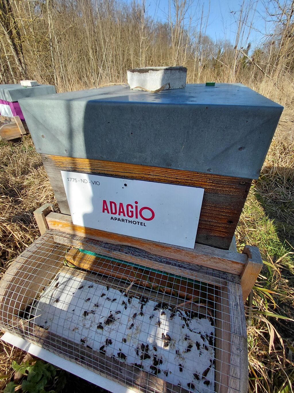 La ruche Adagio Serris-Val d