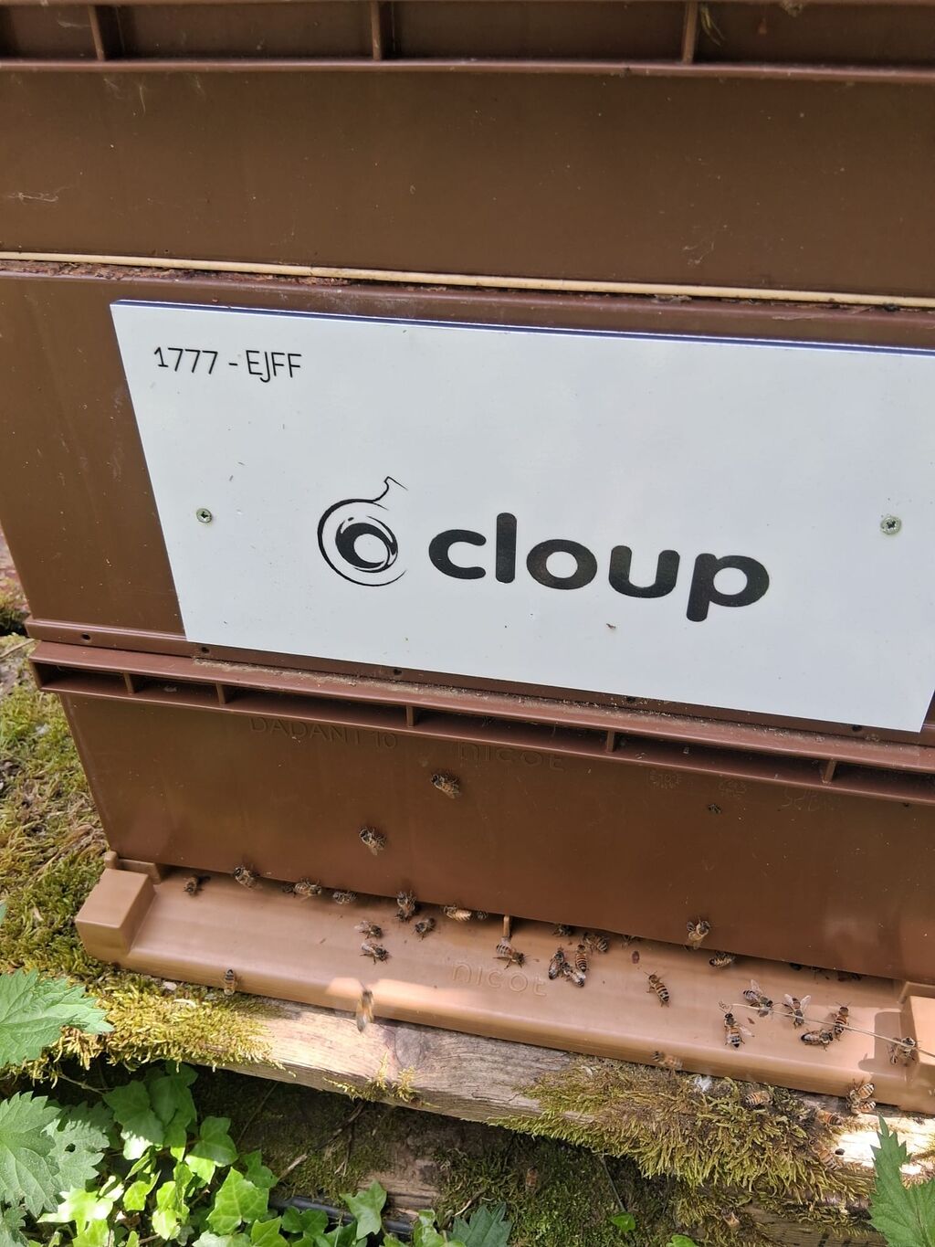 La ruche CLOUP
