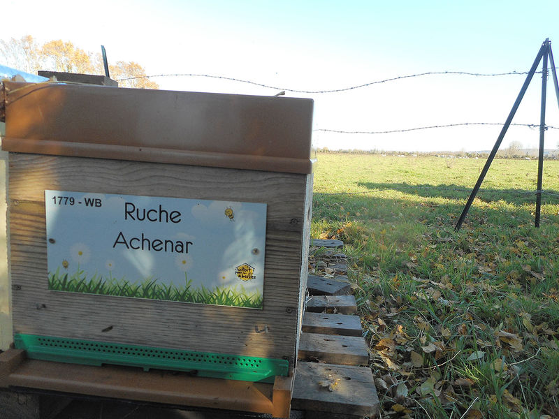 La ruche Achenar
