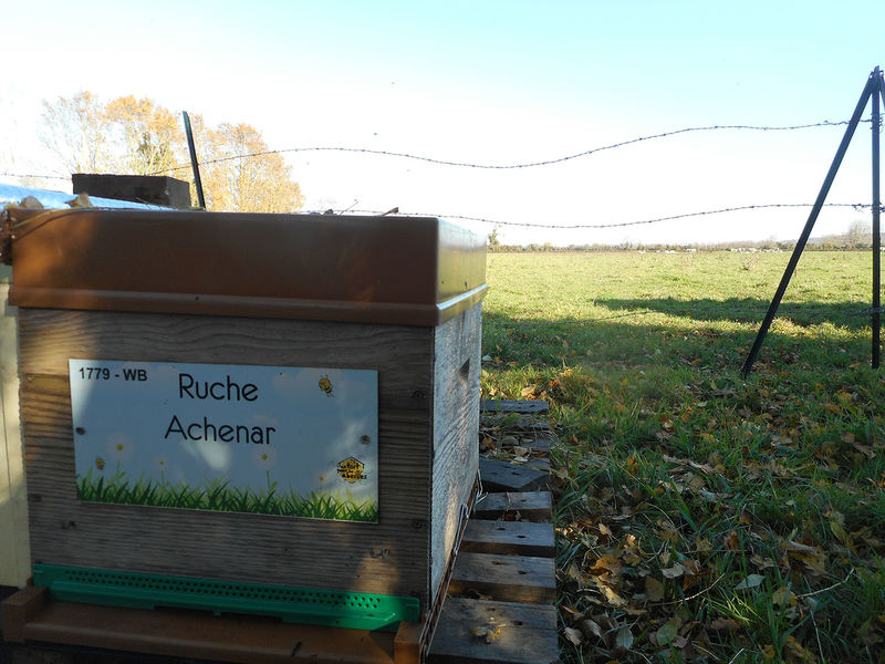 La ruche Achenar