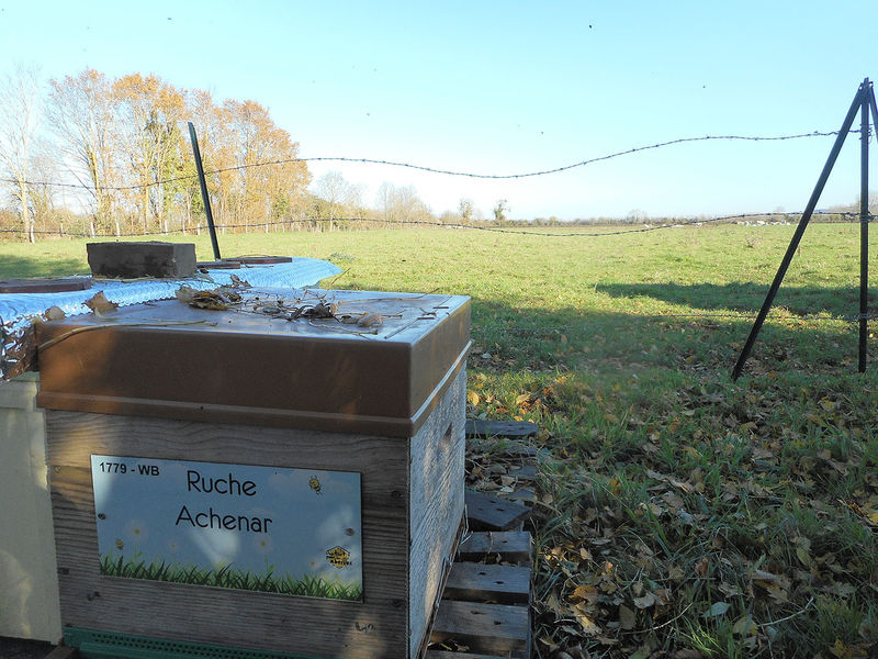 La ruche Achenar