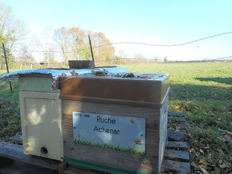 La ruche Achenar