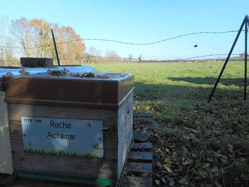 La ruche Achenar