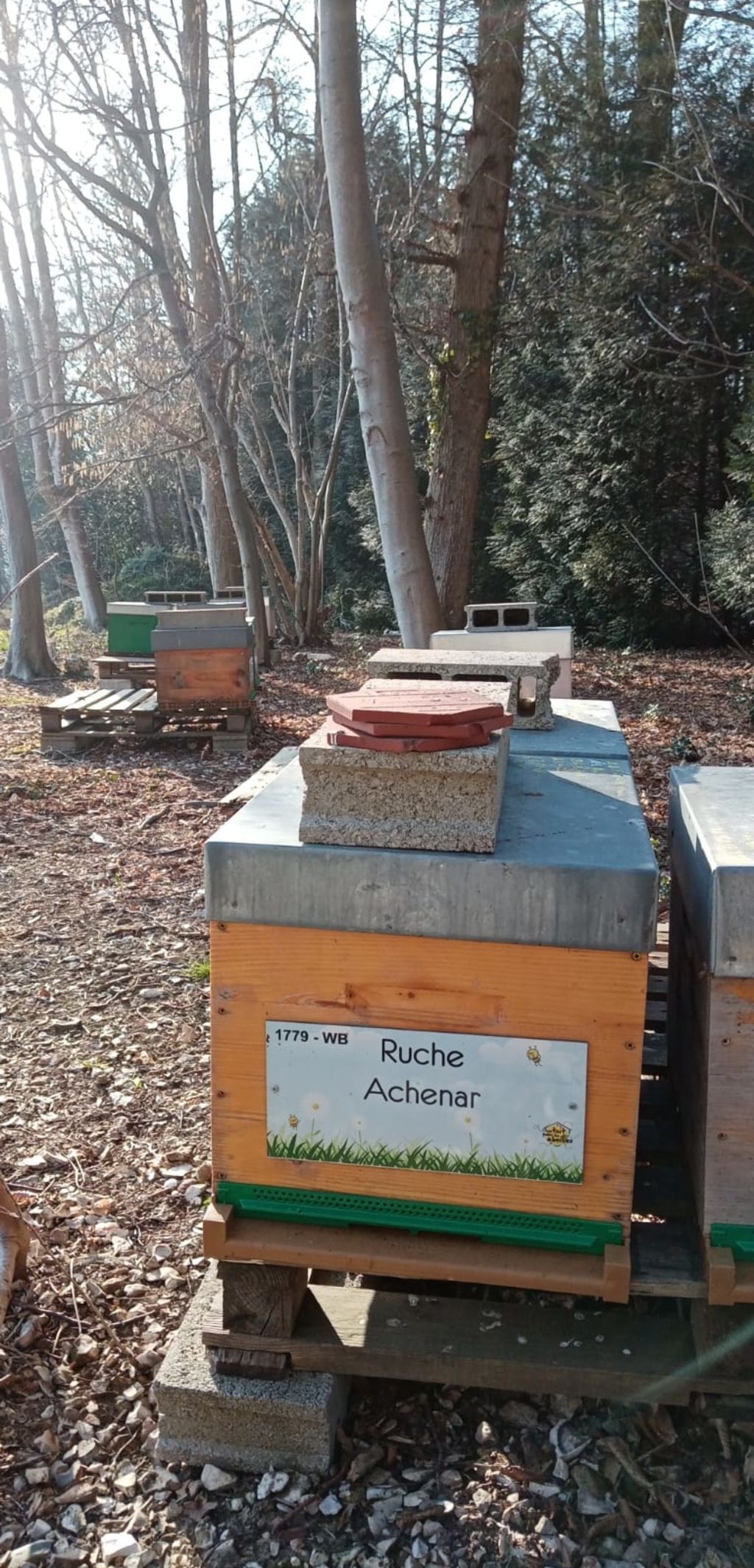 La ruche Achenar