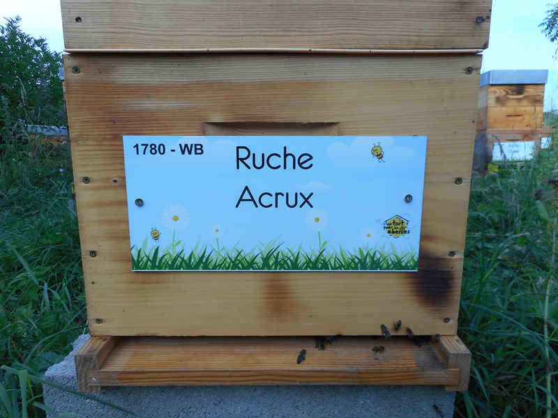 La ruche Acrux