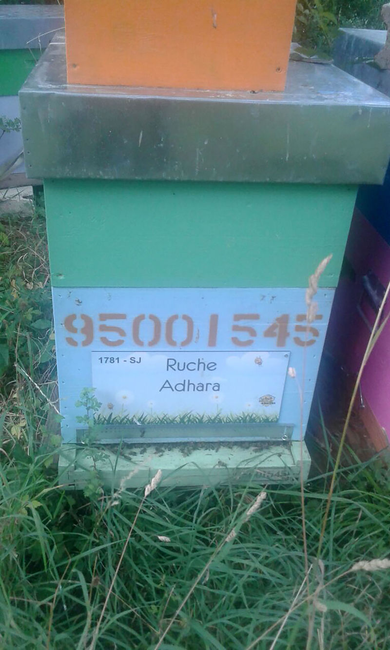 La ruche Adhara