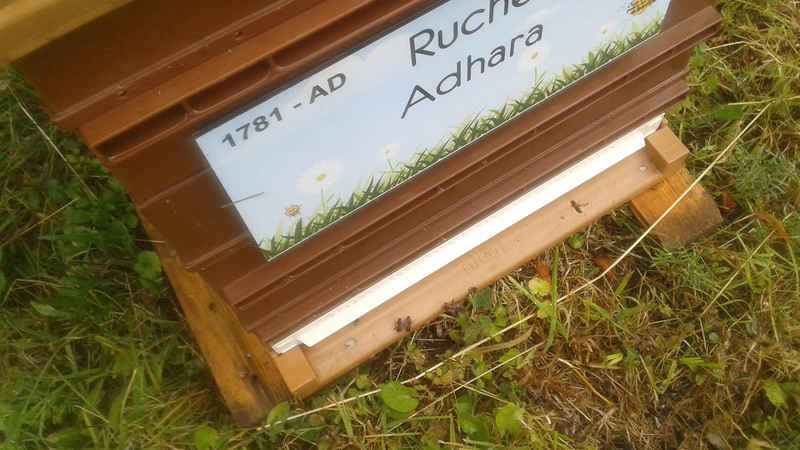La ruche Adhara