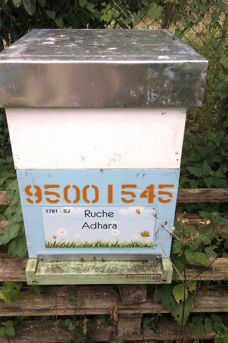La ruche Adhara