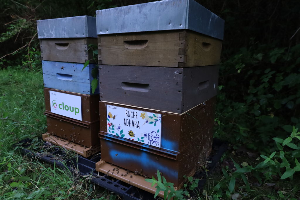 La ruche Adhara