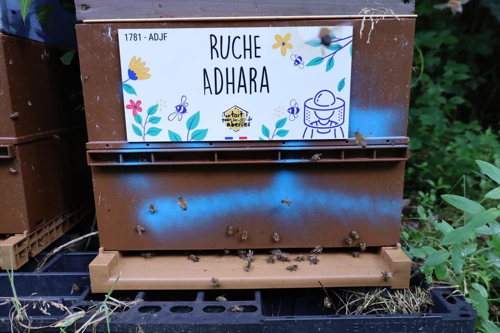 La ruche Adhara