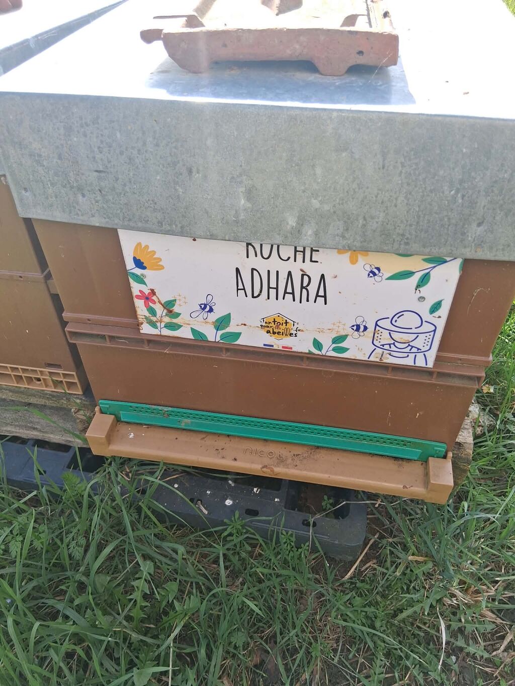 La ruche Adhara