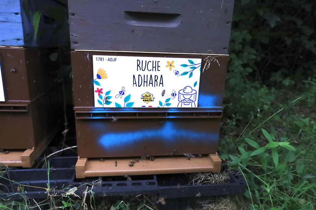 La ruche Adhara