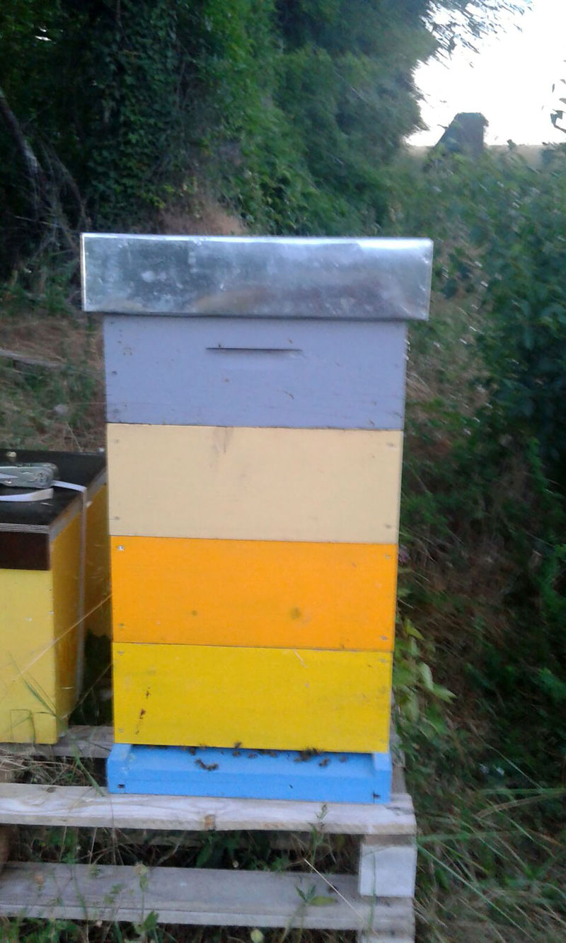 La ruche Algol