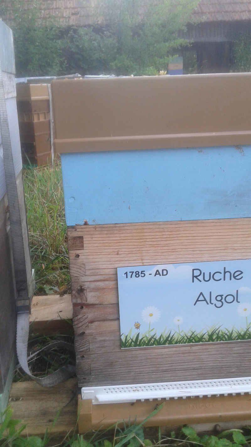 La ruche