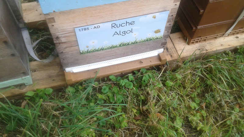 La ruche Algol