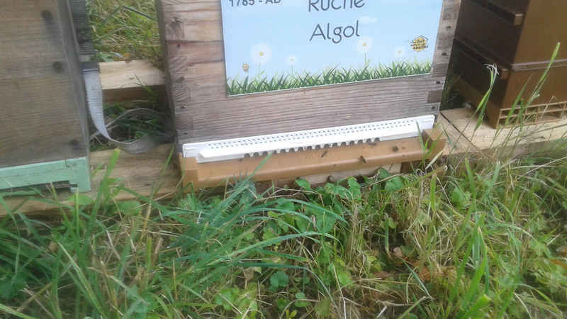 La ruche Algol