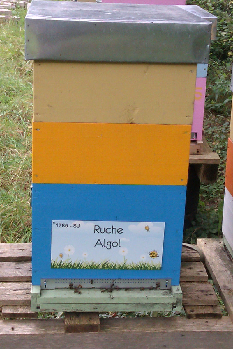 La ruche Algol