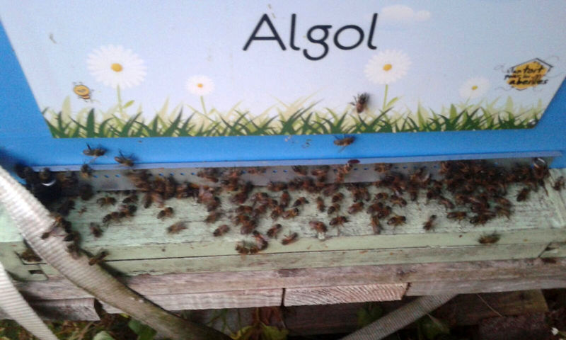 La ruche Algol