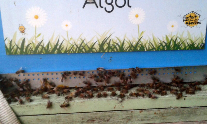 La ruche Algol