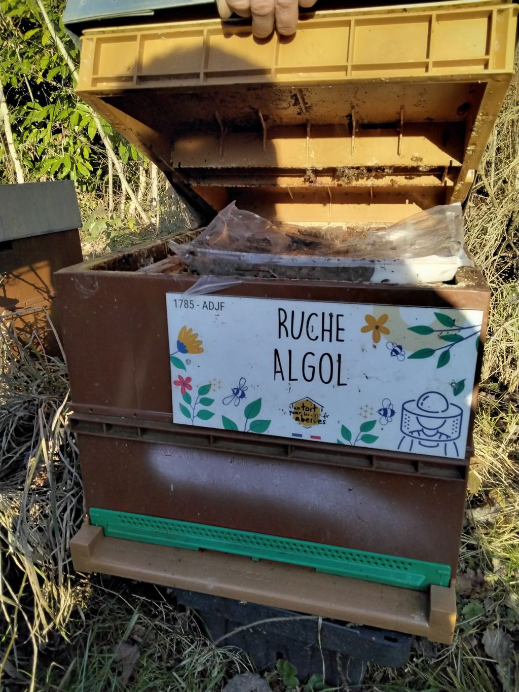 La ruche Algol